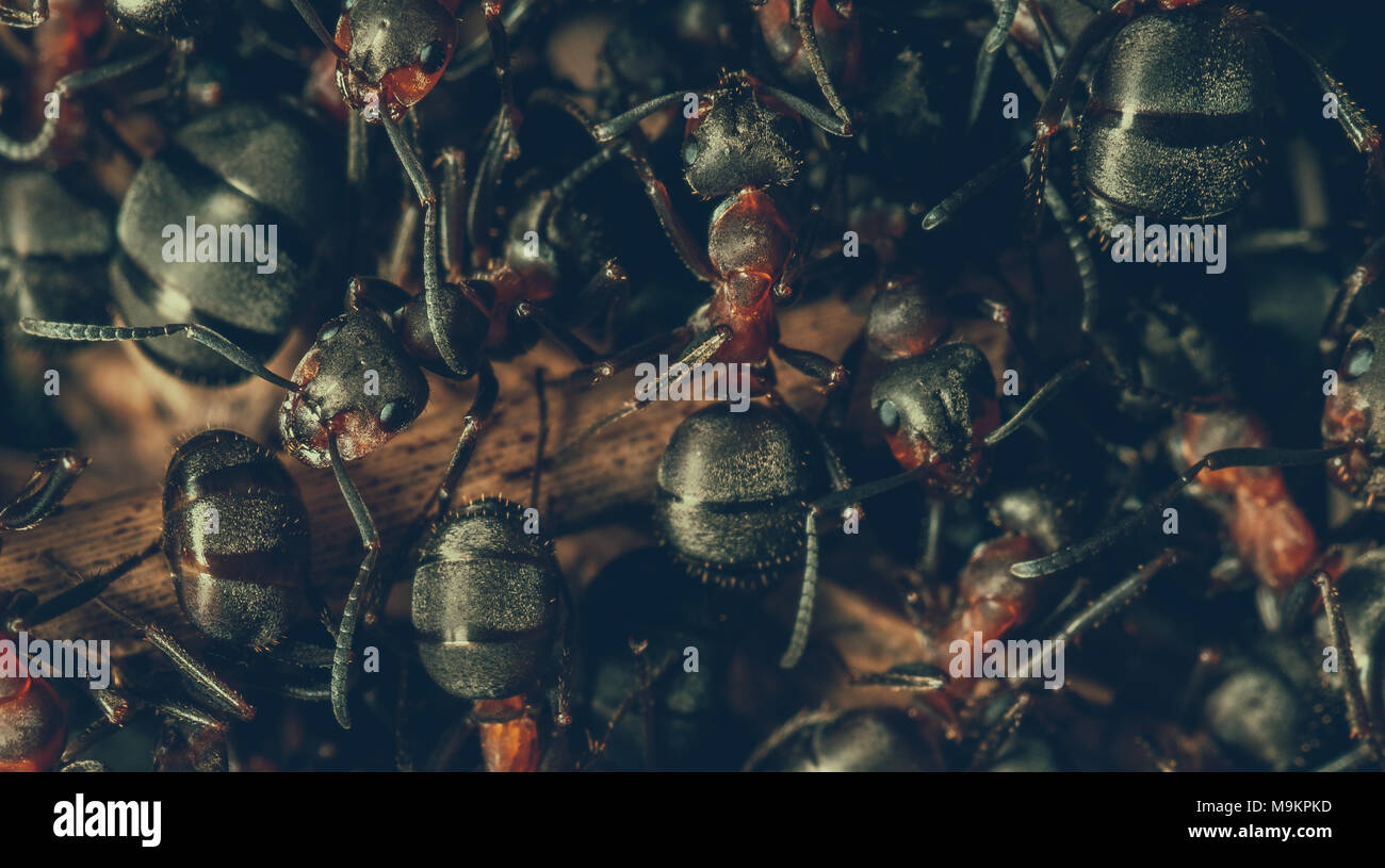 wood ants Stock Photo Alamy