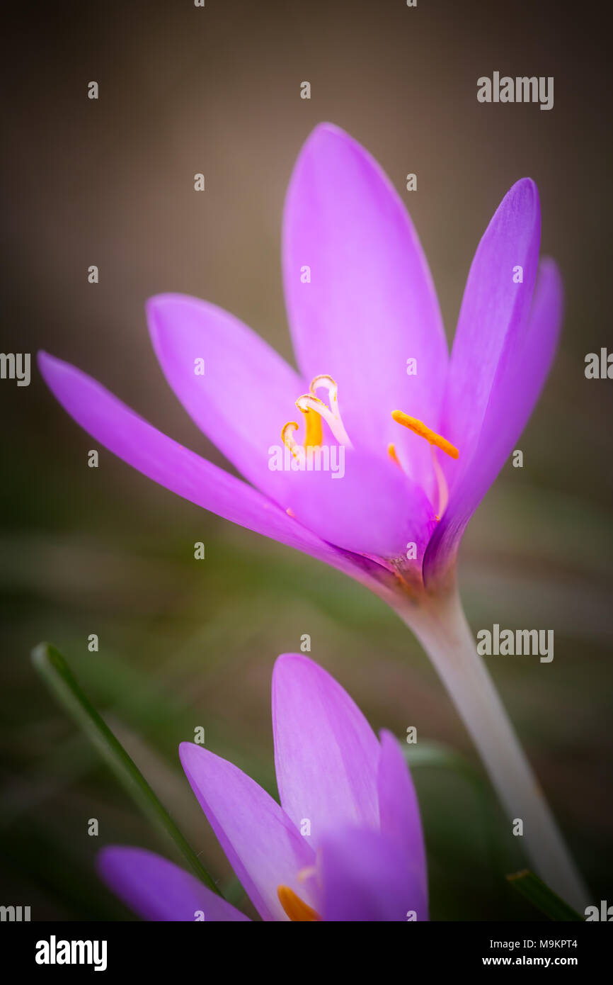 Nice dewy flower in the autumn (Colchicum autumnale) Stock Photo