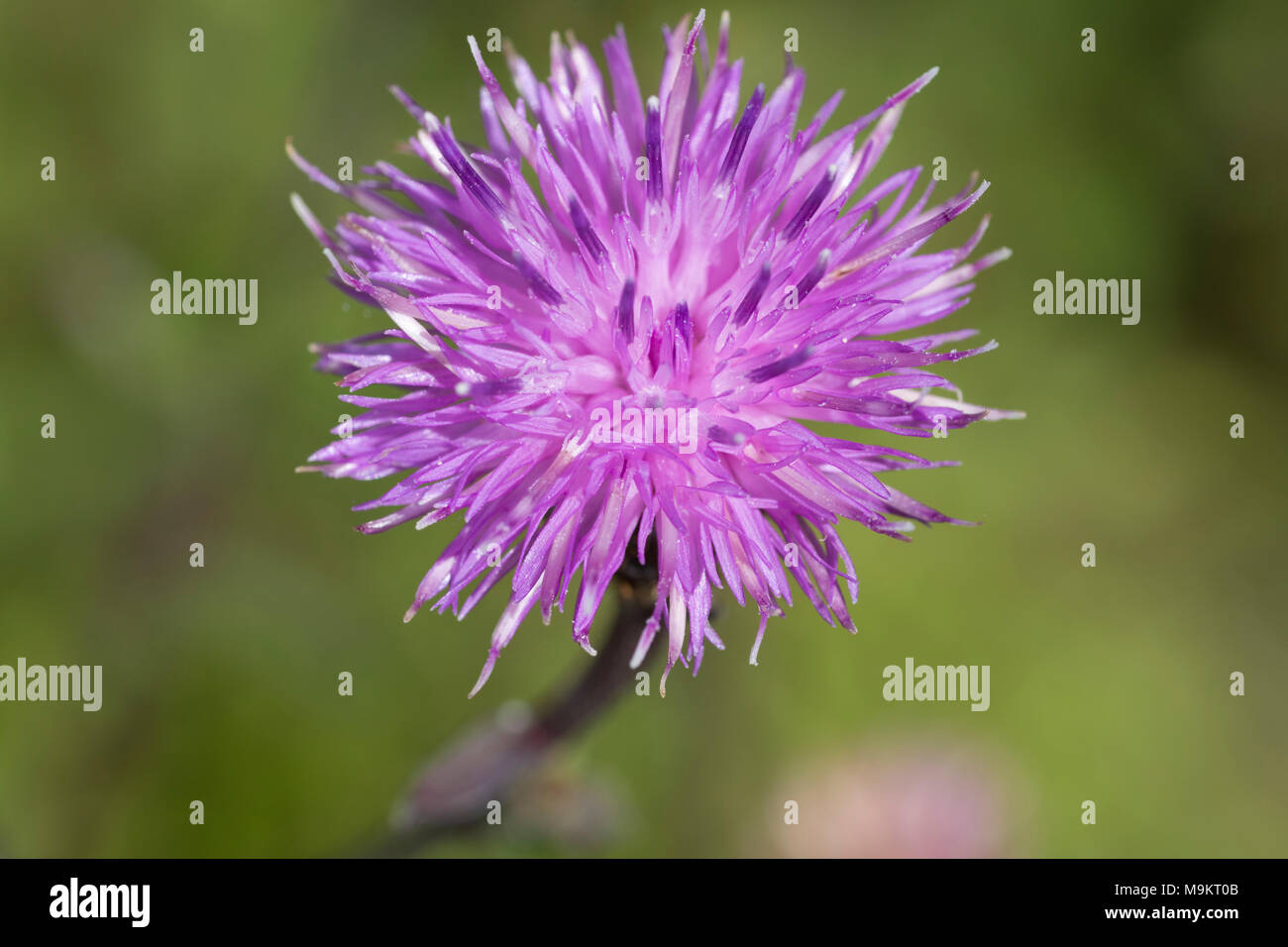Spotted Knapweed (Centaurea maculosa) Stock Photo