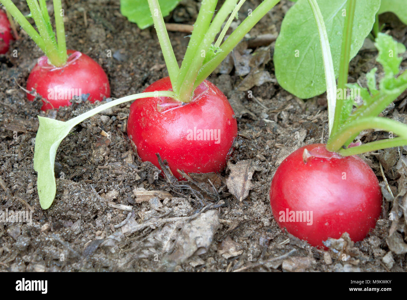 Редиска растет на грядке. Редис на грядке. Почему редис. Редис растет. Редиска растет.