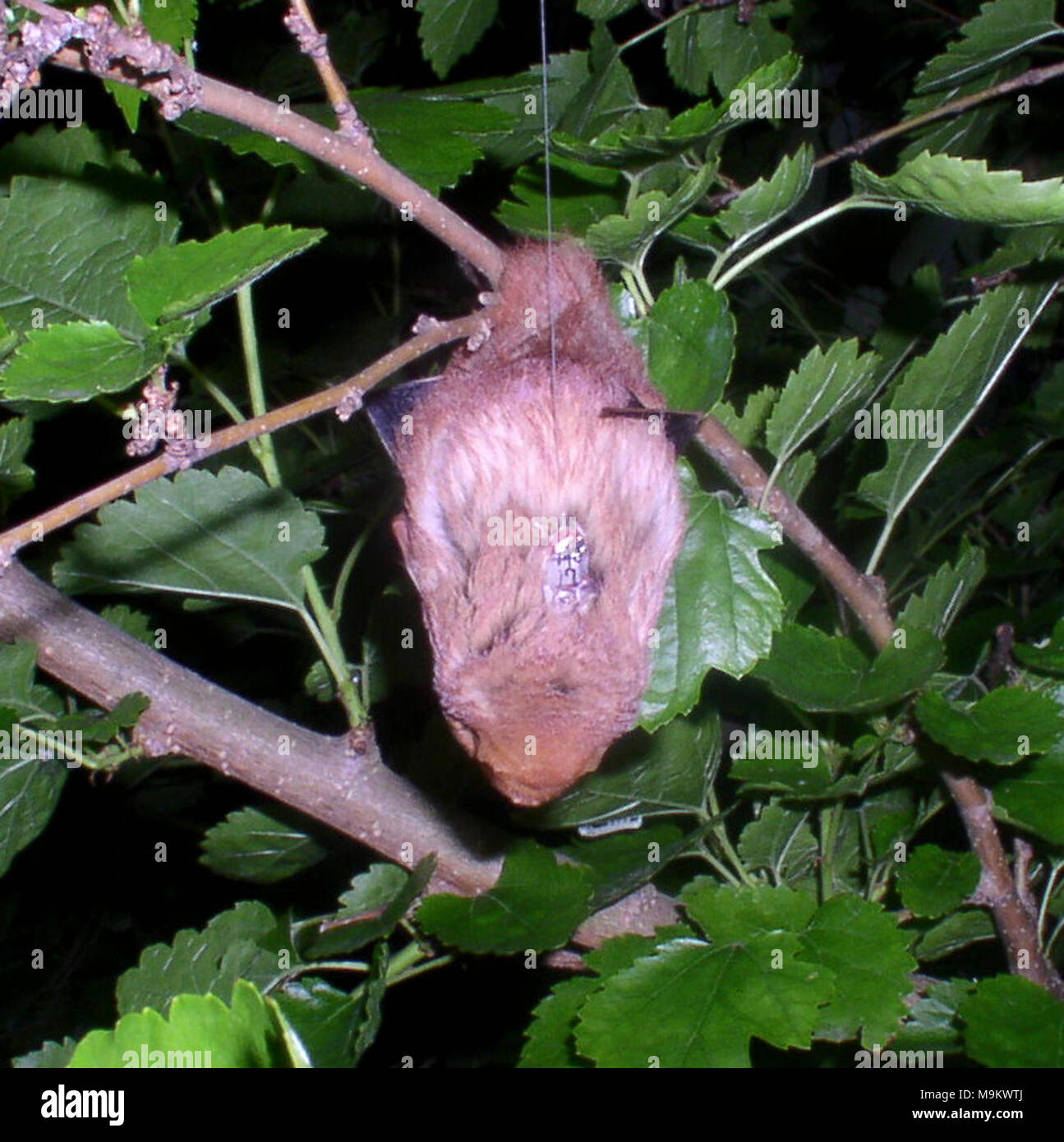 Eastern red bat with a radio transmitter.  Photo by Brianne Walters, Indiana State University. Stock Photo