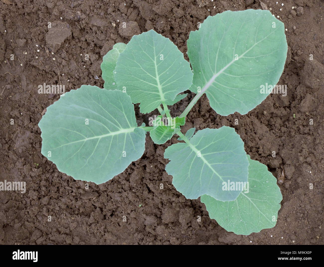 The development of young cabbage plants in the spring Stock Photo Alamy