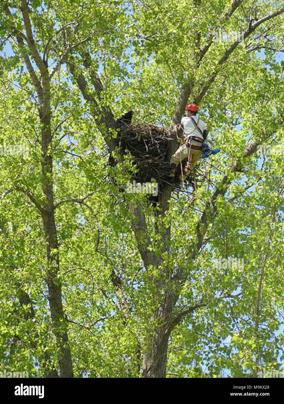 USFWS biologist, Matt Stuber, at Bald Eagle nest. Matt collected and
