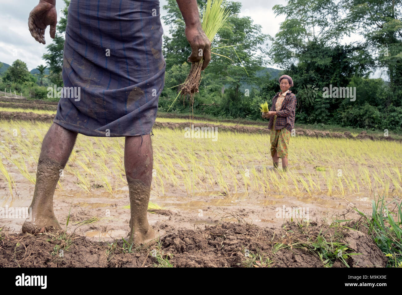 Villagers plant rice in the fields of Daw Ta Da village, Kayah State, Myanmar Stock Photo