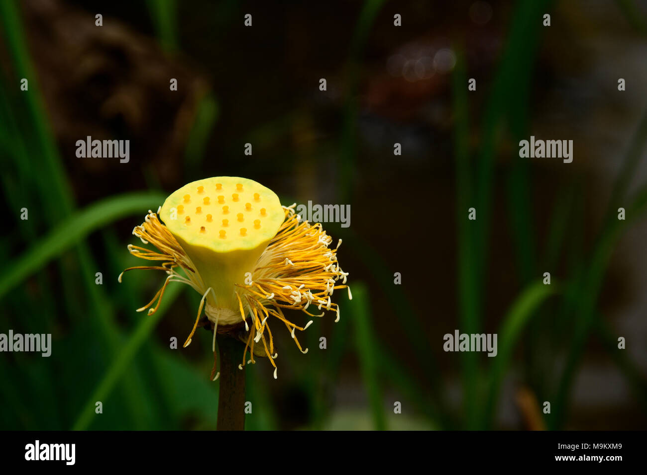 National flower of india hi-res stock photography and images - Alamy