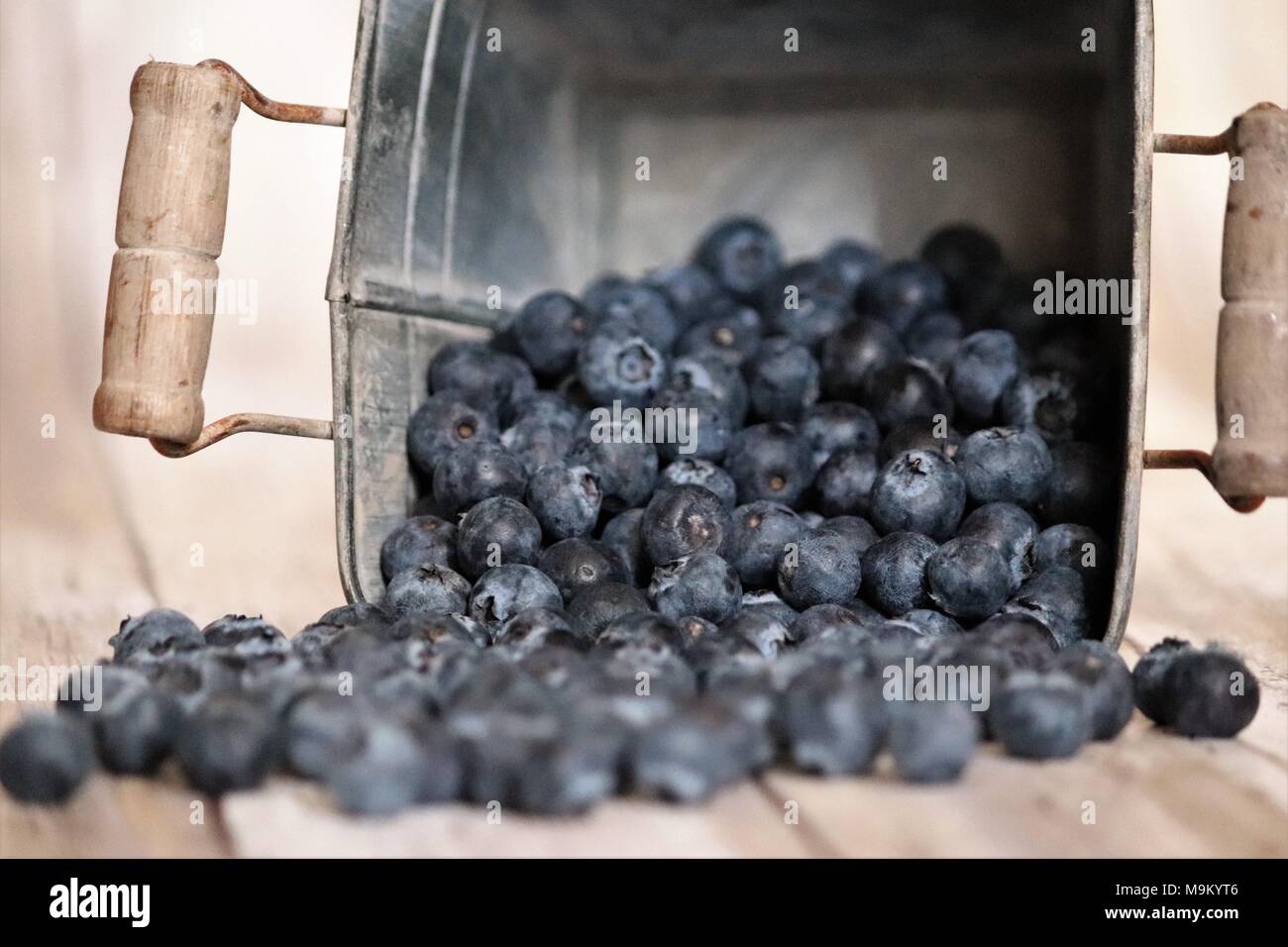 Healthy blueberries in container Stock Photo Alamy