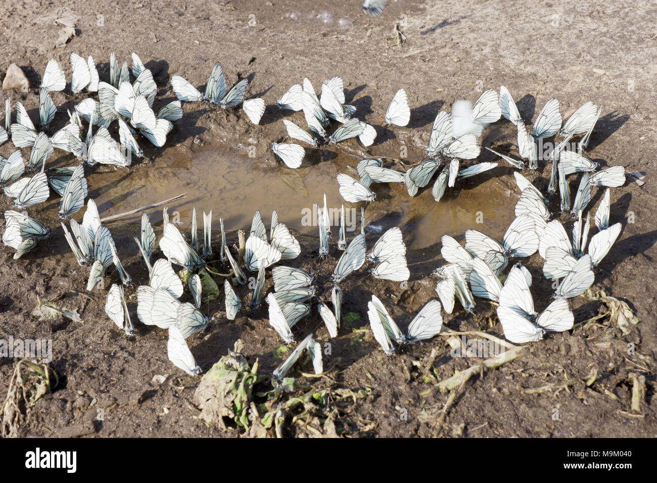 The accumulation of butterflies puddle on the road Stock Photo Alamy