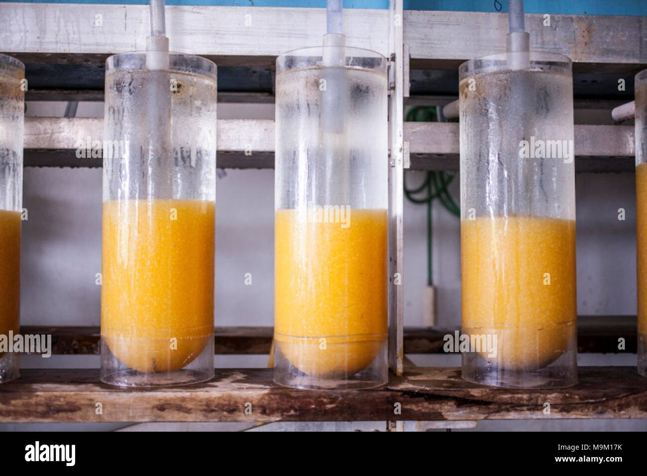 Fertilized fish eggs hi-res stock photography and images - Alamy