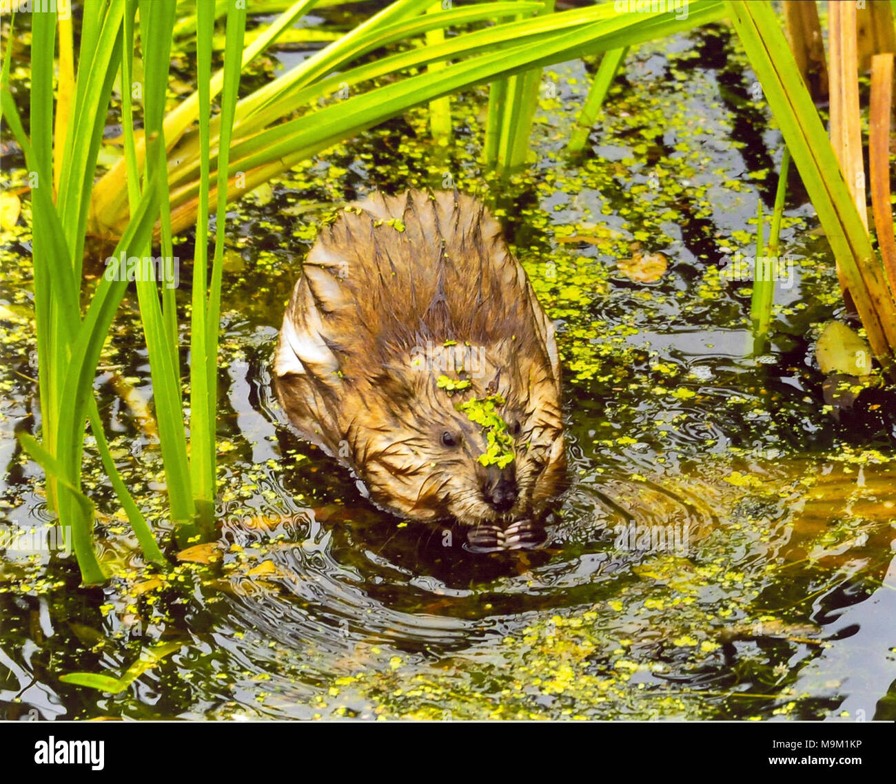 Just A Little Nibble. Photo by Thomas Williams Stock Photo Alamy