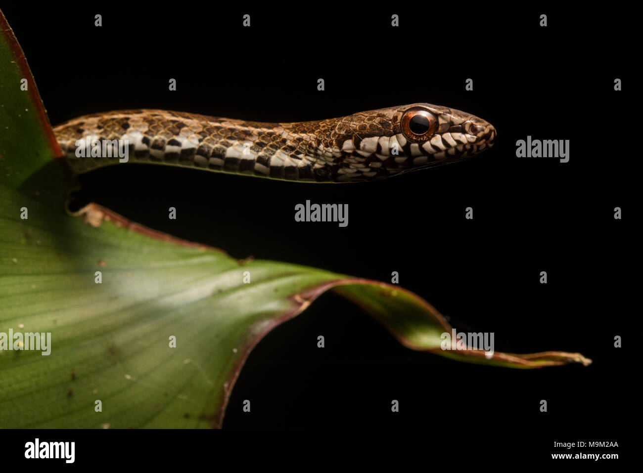A tropical racer snake peeking over the edge of a leaf at night, They sleep on vegetation above the ground and descend to ground level during the day. Stock Photo