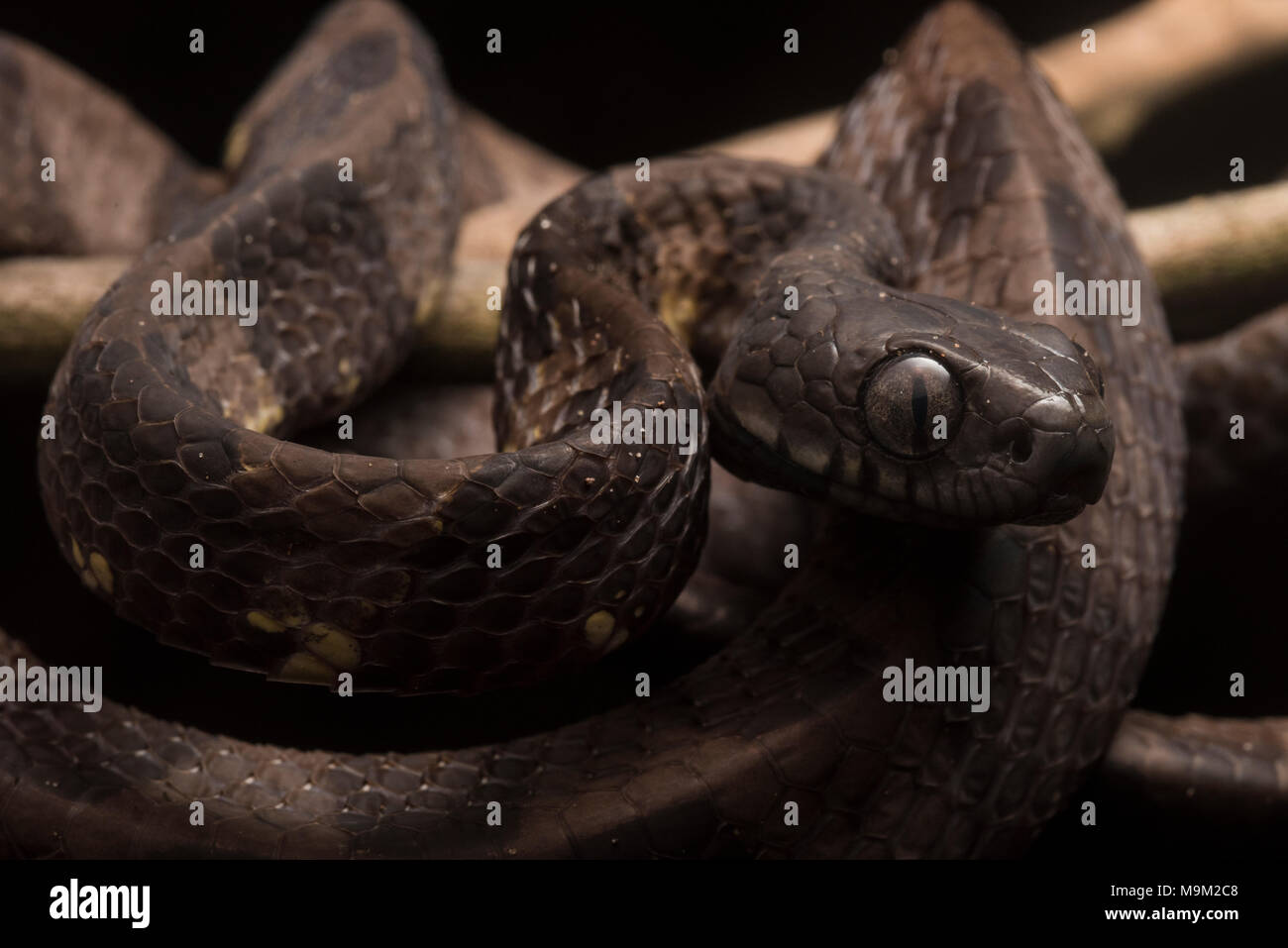 A Neotropical snail eating snake (Dipsas indica) from the jungles of Peru.  Harmelss to humans, this species feeds entirely on snails on slugs Stock  Photo - Alamy