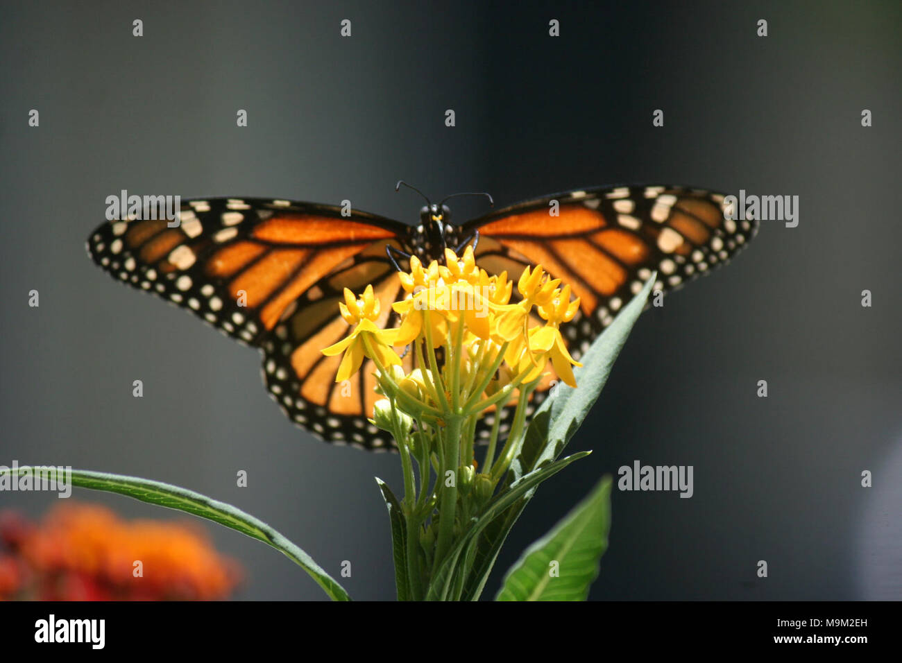 Monarch Butterfly in Florida Stock Photo Alamy