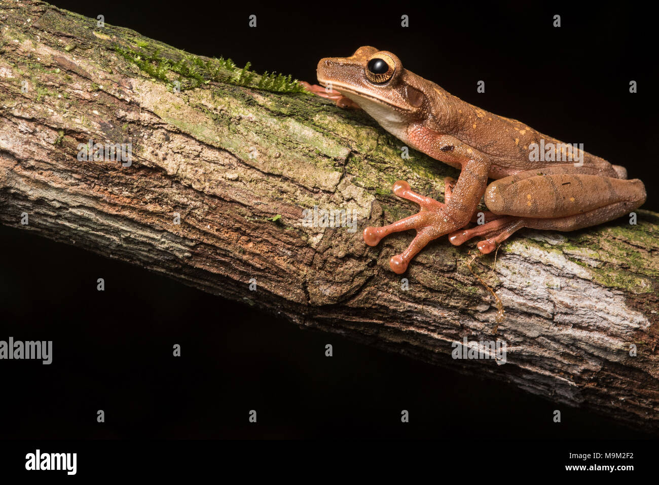 Cayenne slender-legged tree frog (Osteocephalus cf. leprieurii) a gorgeous frog from the high altitude forests of Northern Peru. Stock Photo