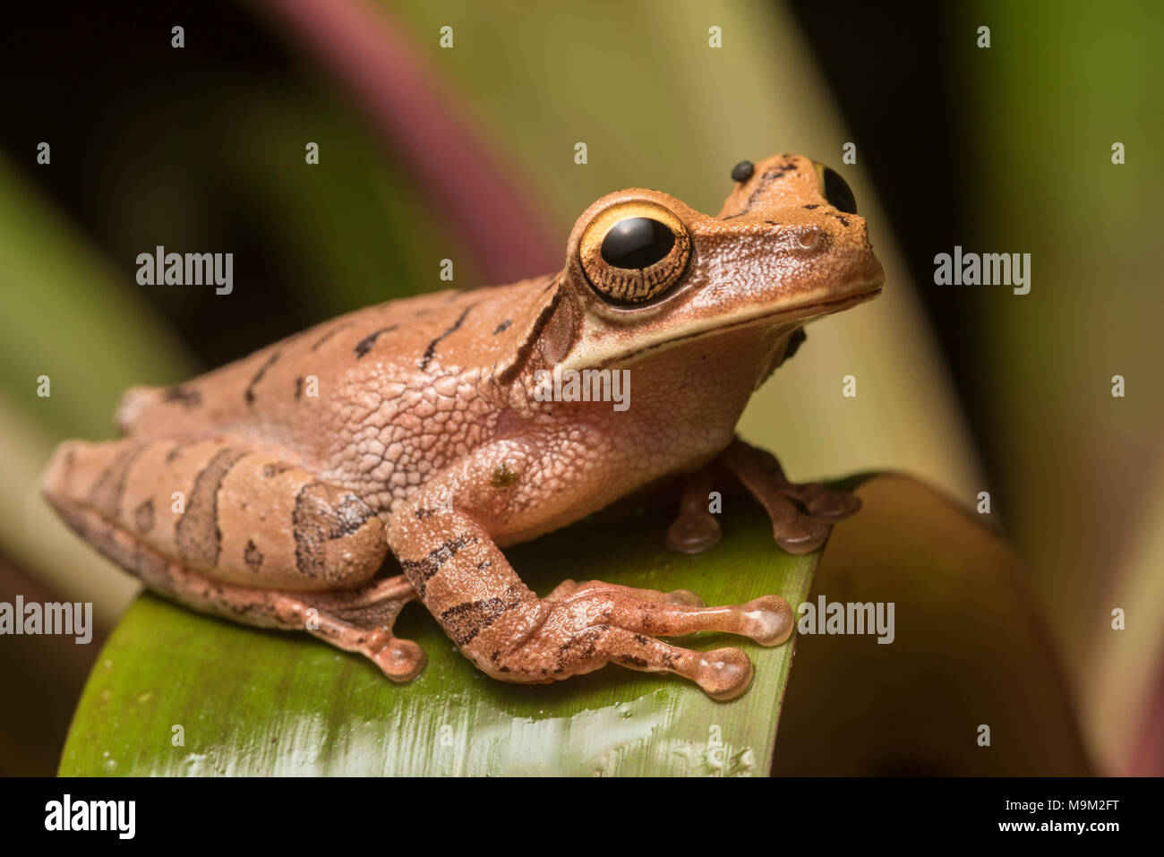 Cayenne slender-legged tree frog (Osteocephalus cf. leprieurii) a gorgeous frog from the high altitude forests of Northern Peru. Stock Photo