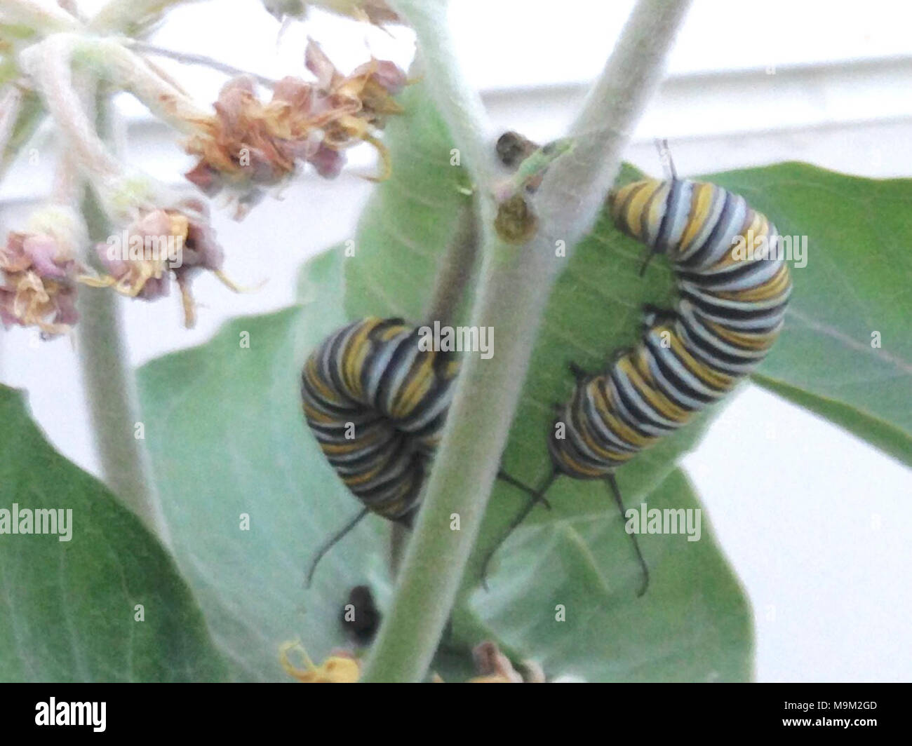 Monarch Caterpillar in Idaho Stock Photo Alamy