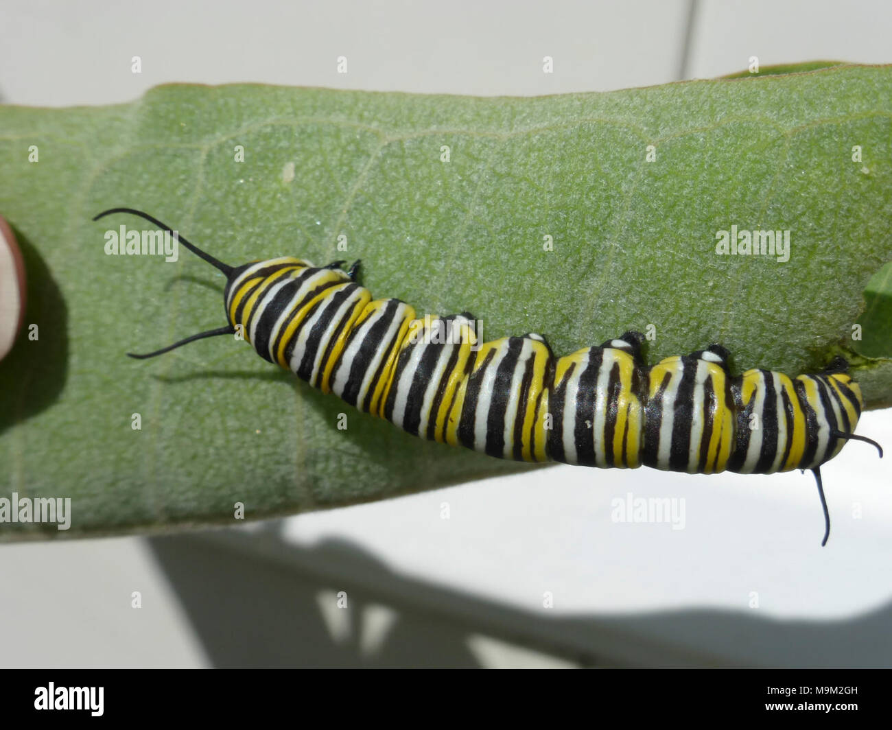 Monarch Caterpillar in Idaho Stock Photo