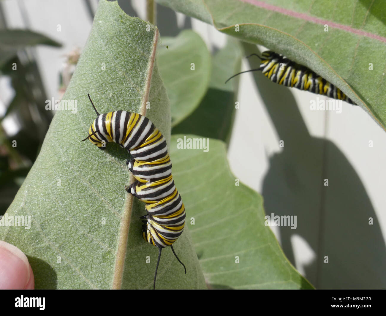 Monarch Caterpillar in Idaho Stock Photo Alamy