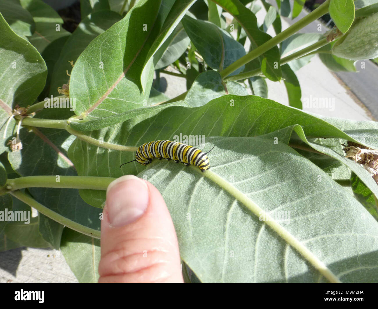 Monarch Caterpillar in Idaho Stock Photo Alamy