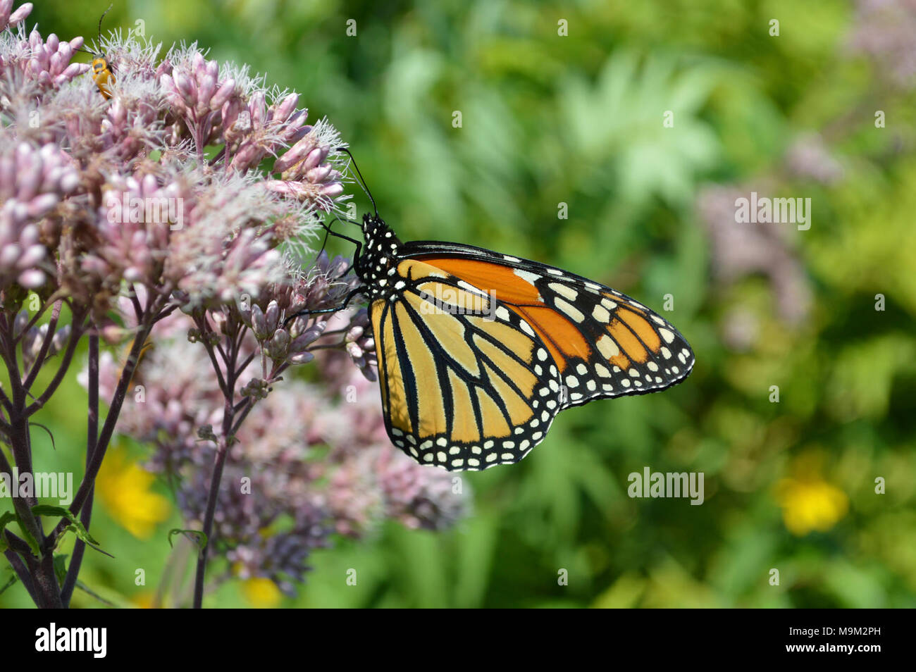 Monarch Butterfly in Minnesota at Sherburne National Wildlife Refuge