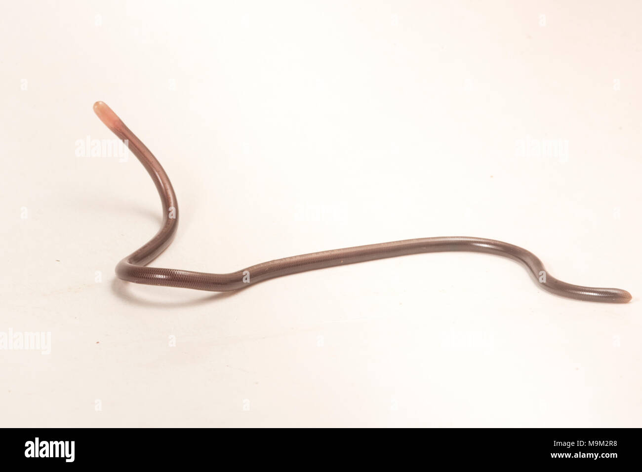 A tiny little thread snake/blind snake from Peru.  Likely in the Liotyphlops genus, this species likely feeds on small ants and termites. Stock Photo