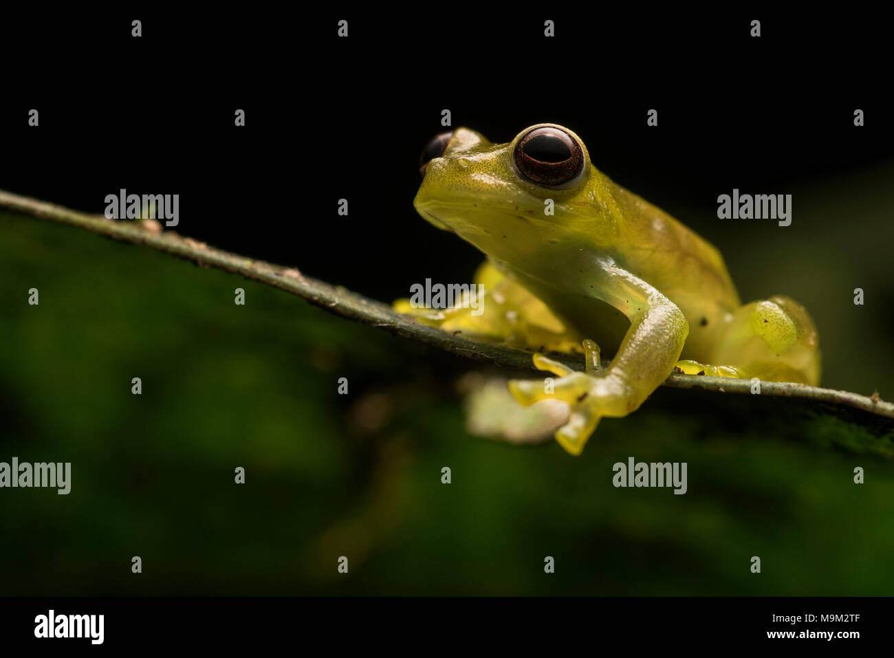 Lime green frog hires stock photography and images Alamy