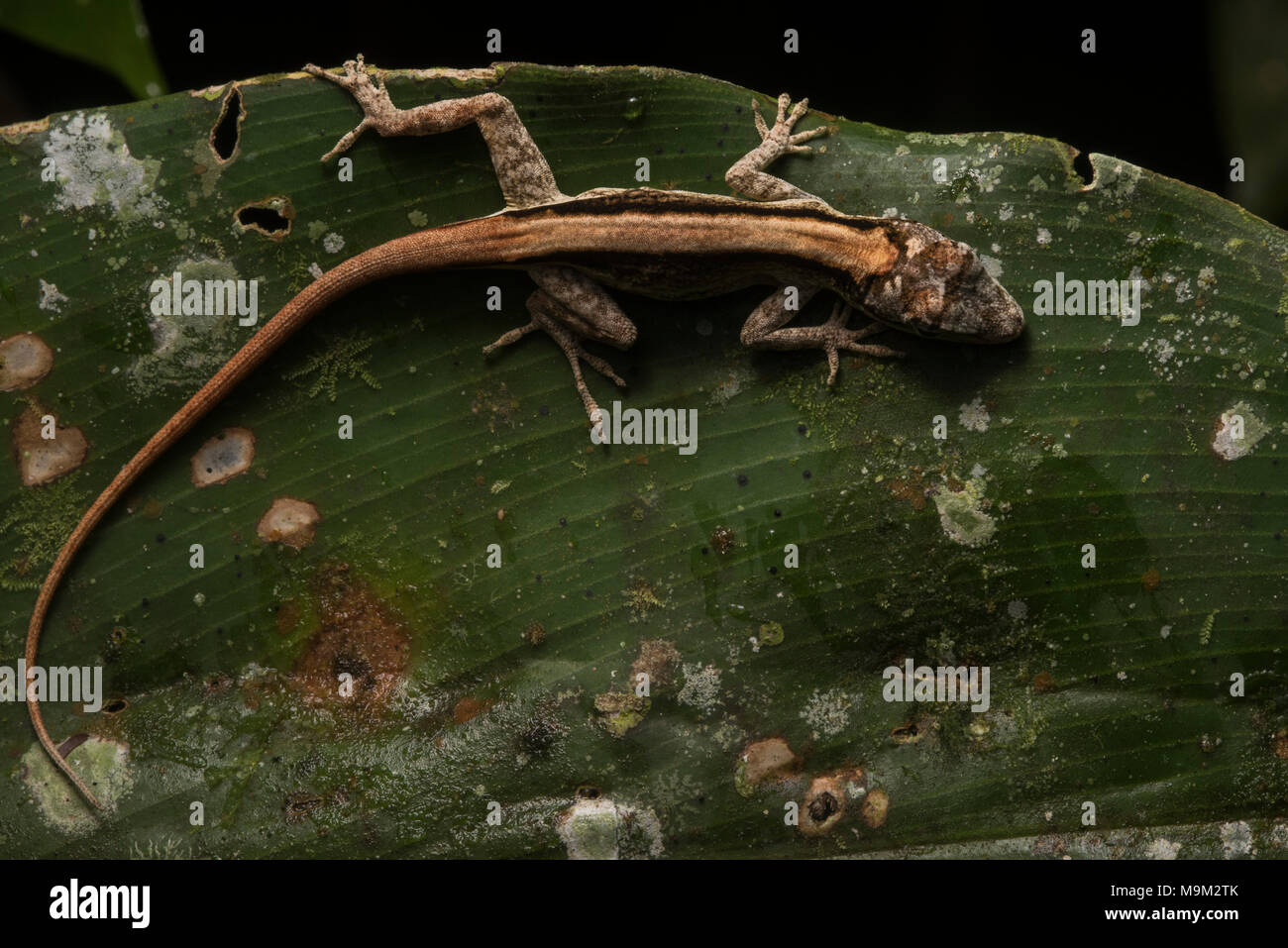 A small Anole lizard sleeps on a leaf that also has some fungus or lichen growing on it. Stock Photo