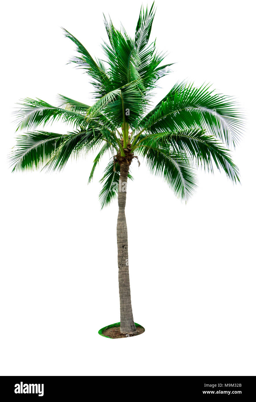 Coconut tree isolated on white background with copy space. Used for ...