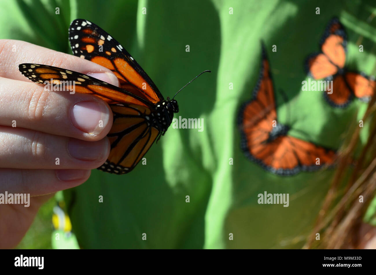 Tagging Monarch Butterflies Stock Photo Alamy