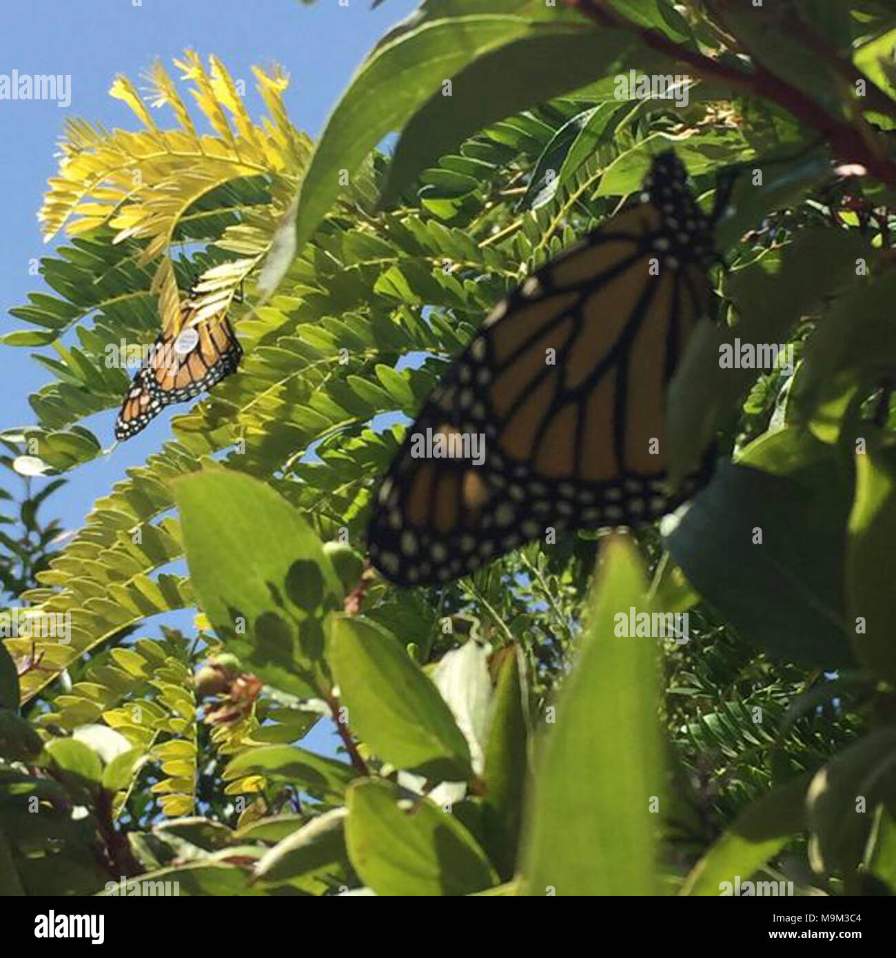 Monarch Butterflies in Nevada Stock Photo Alamy