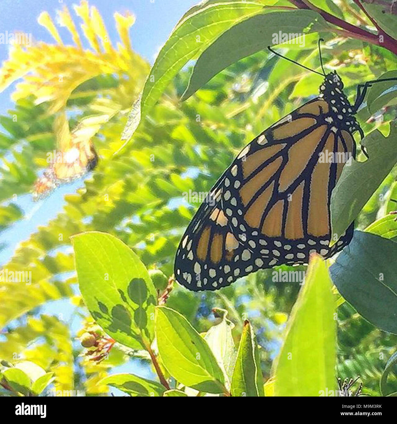 Monarch Butterfly in Nevada Stock Photo Alamy