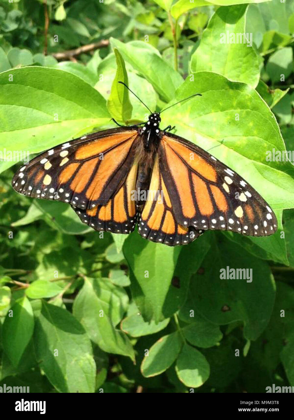 Monarch Butterfly in Ohio Stock Photo - Alamy