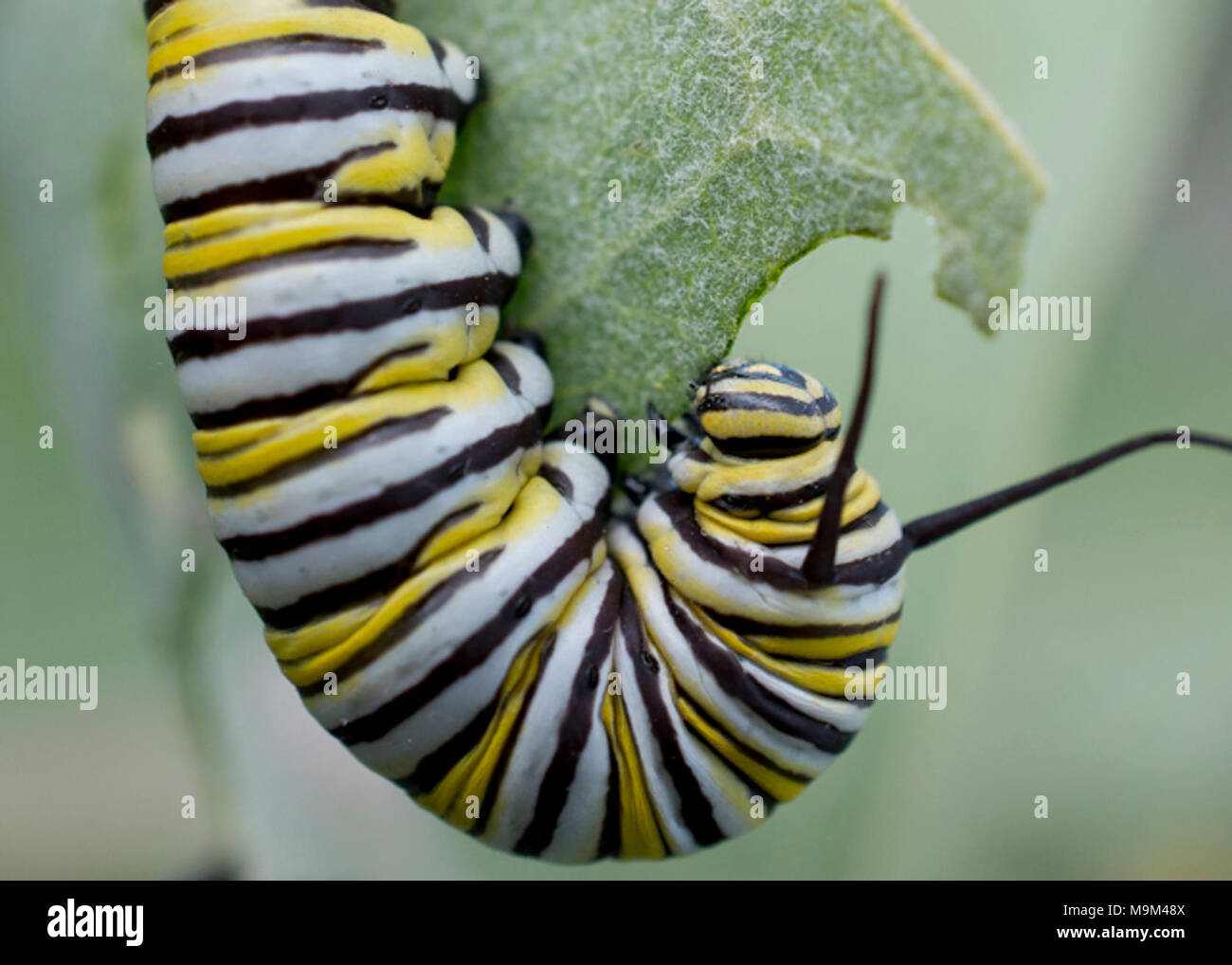 Monarch Caterpillar in Idaho Stock Photo Alamy