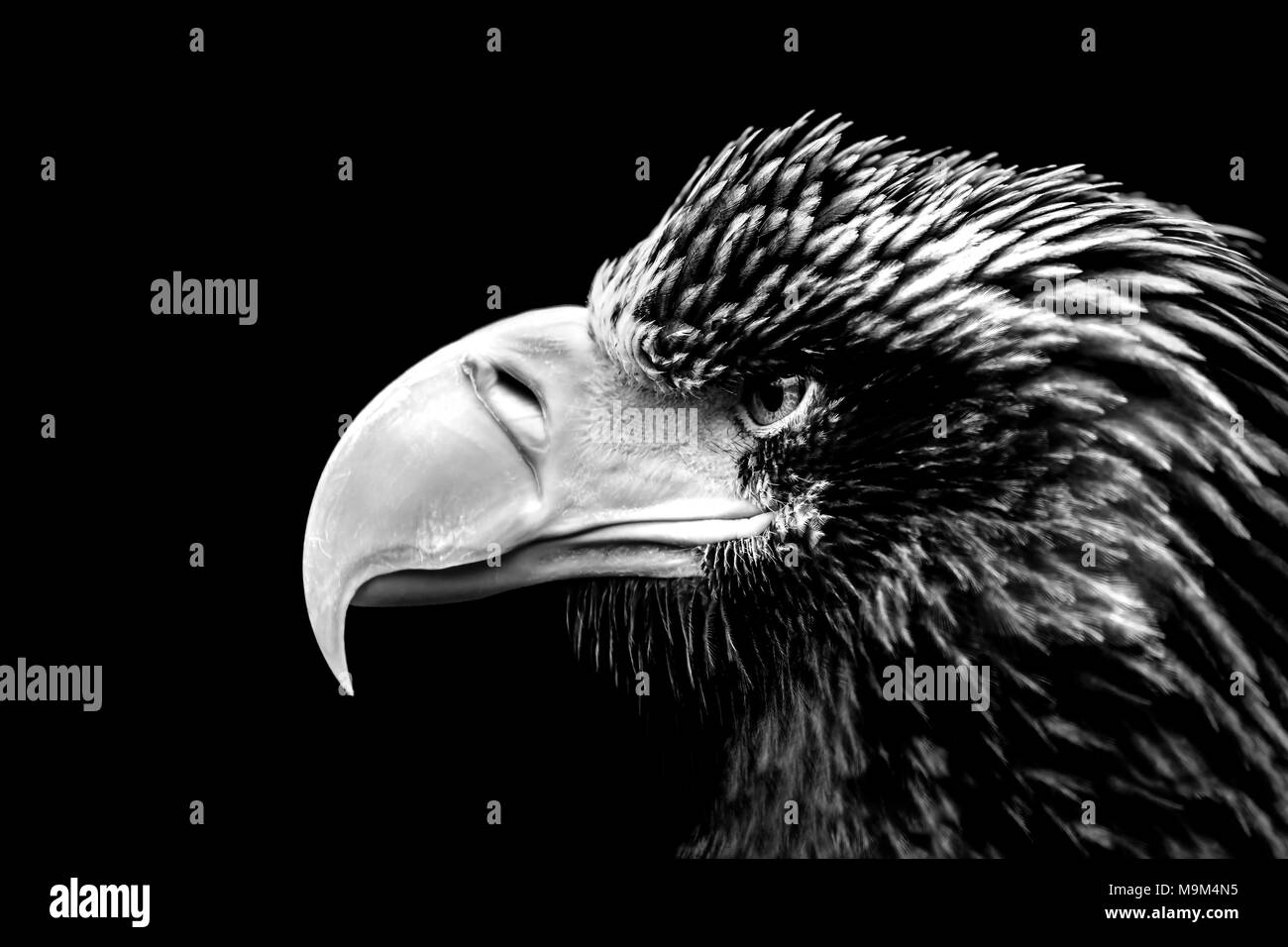 Black and white raptor hi-res stock photography and images - Alamy