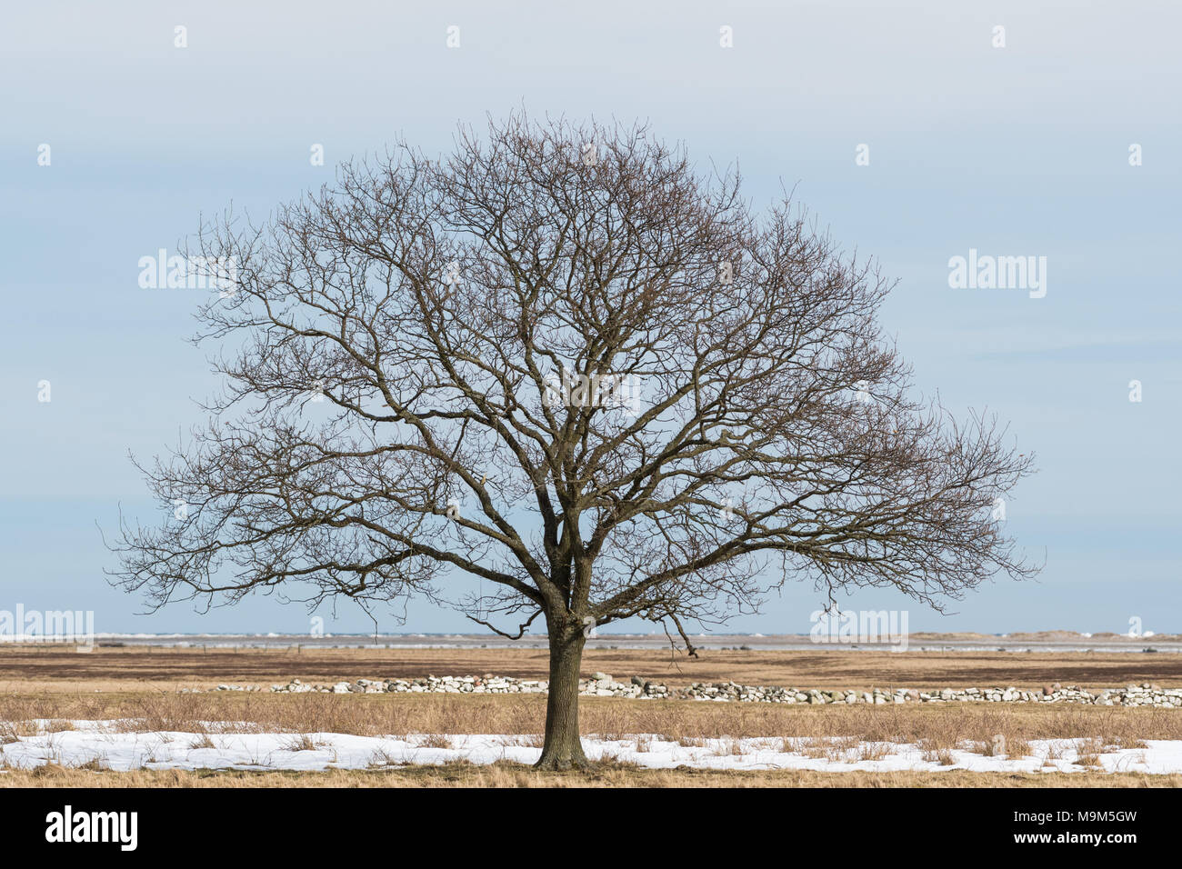 The Solitude of the Oak