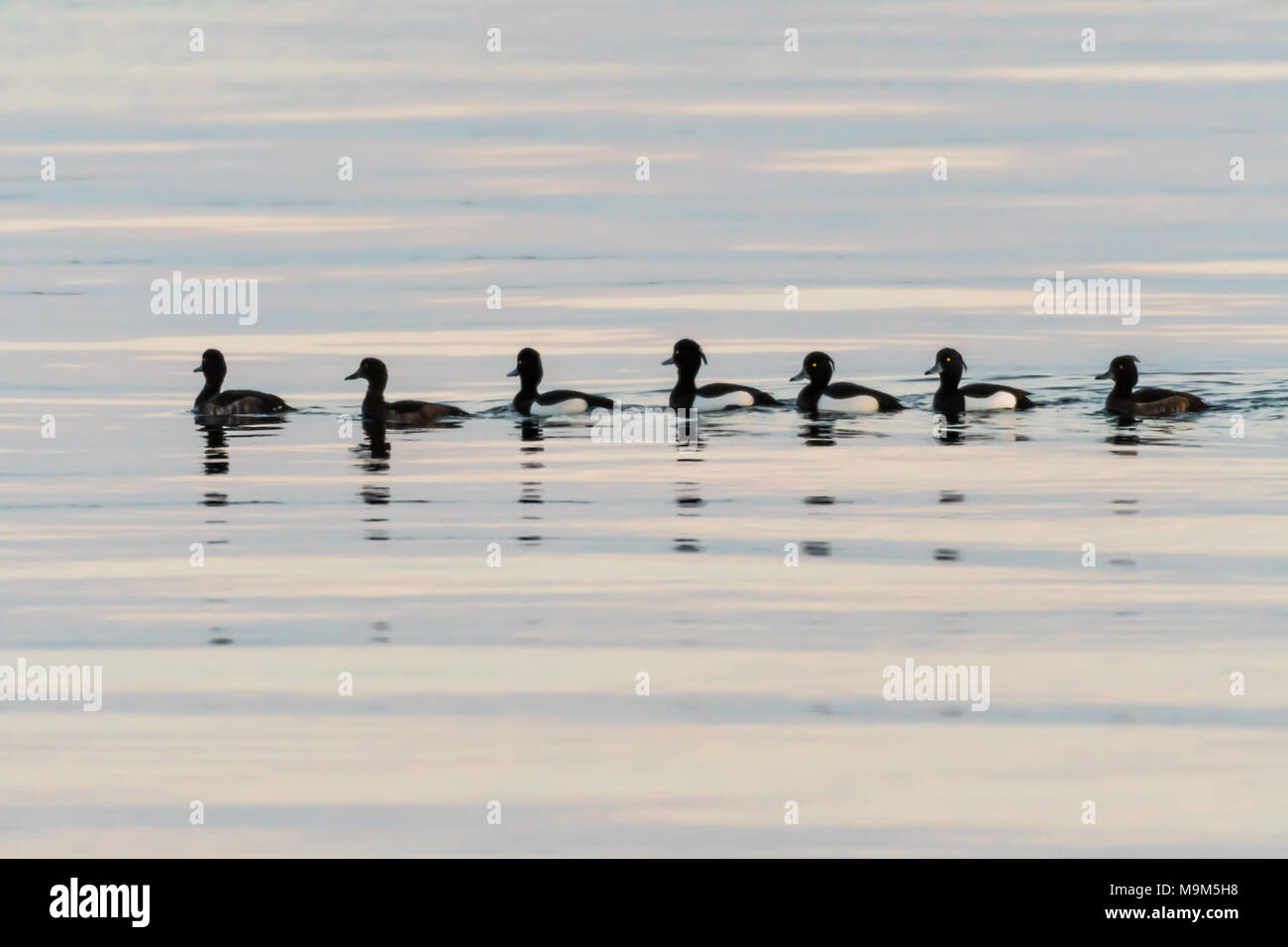 Tuftes Ducks swimming in a row in calm water Stock Photo Alamy