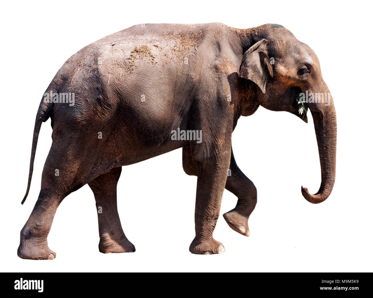 Elephant isolated on white background Stock Photo - Alamy