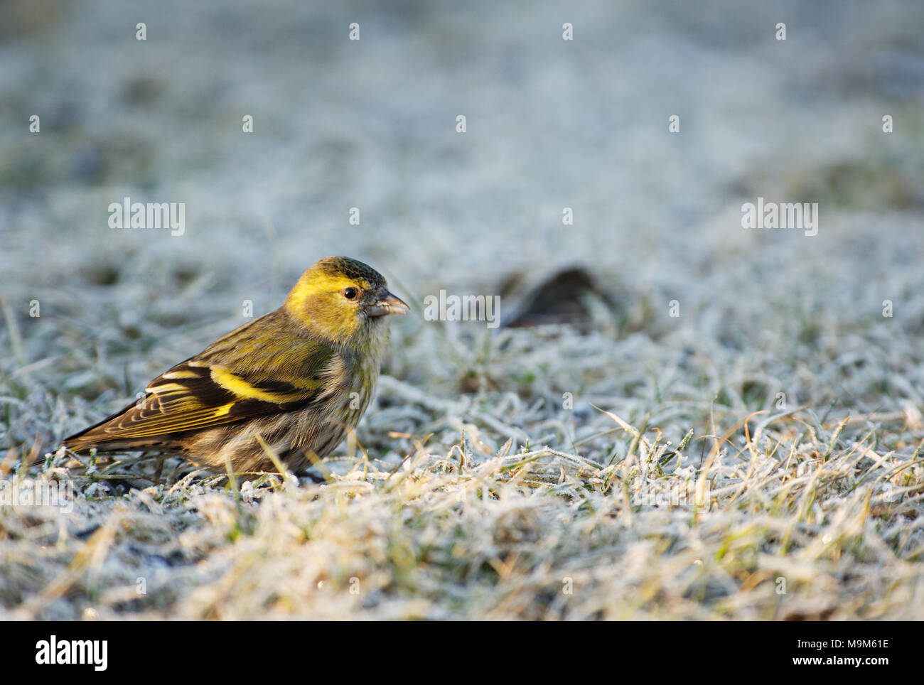 Siskin (Carduelis spinus) sits on the frosted grass in the morning and searches for seeds. Spring, March in Poland. Horizontal view. Stock Photo