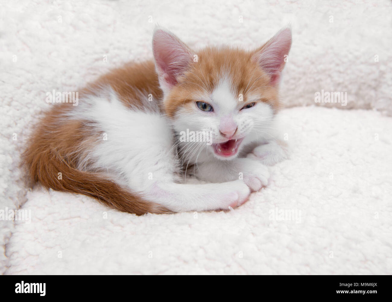 Angry little kitten snarling in a furry basket Stock Photo