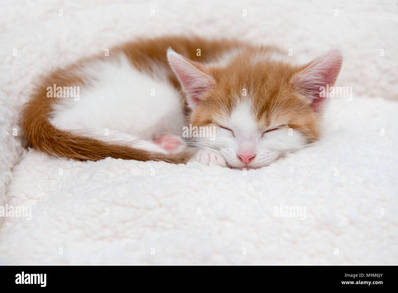 Single cute tired little kitten sleeping in a furry basket Stock Photo