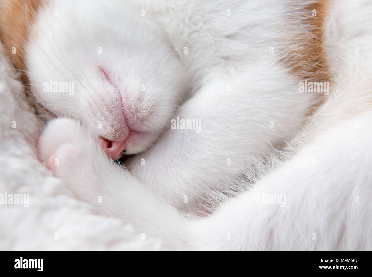 Single cute tired little kitten curled up in a furry basket Stock Photo