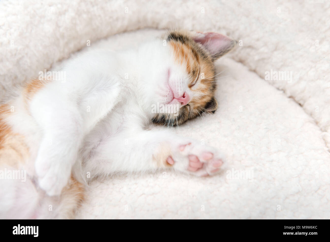 Single cute tired little kitten sleeping in a furry basket Stock Photo
