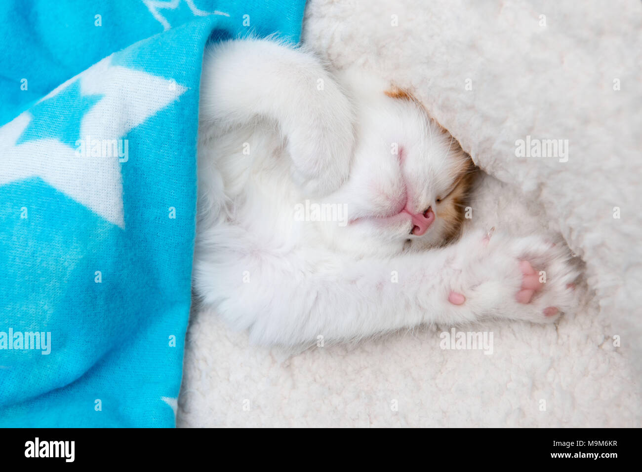 Single cute tired baby kitten sleeping upside down under a blanket Stock Photo