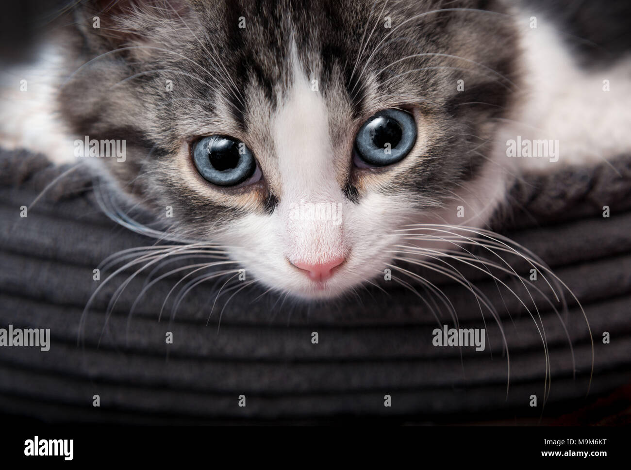 Closeup of gray striped kitten with blue eyes Stock Photo
