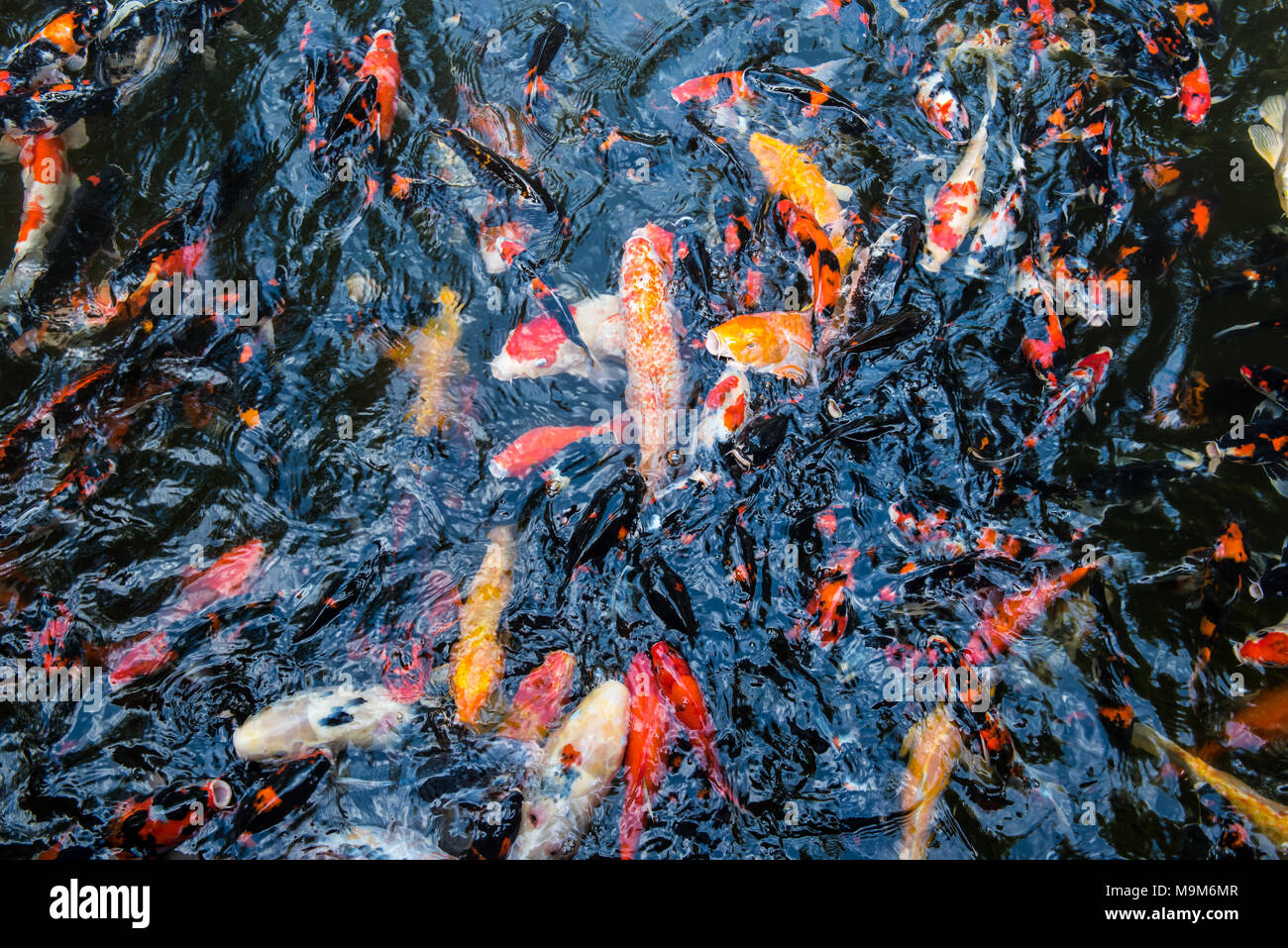 Fish Farm Feeding Stock Photos Fish Farm Feeding Stock Images