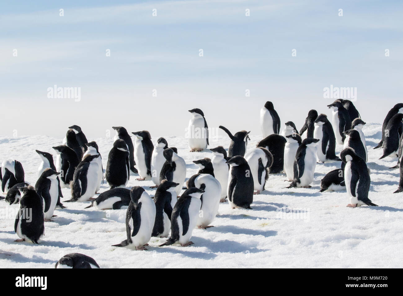 Adelie penguin Pygoscelis adeliae group of adults and chicks gathered ...