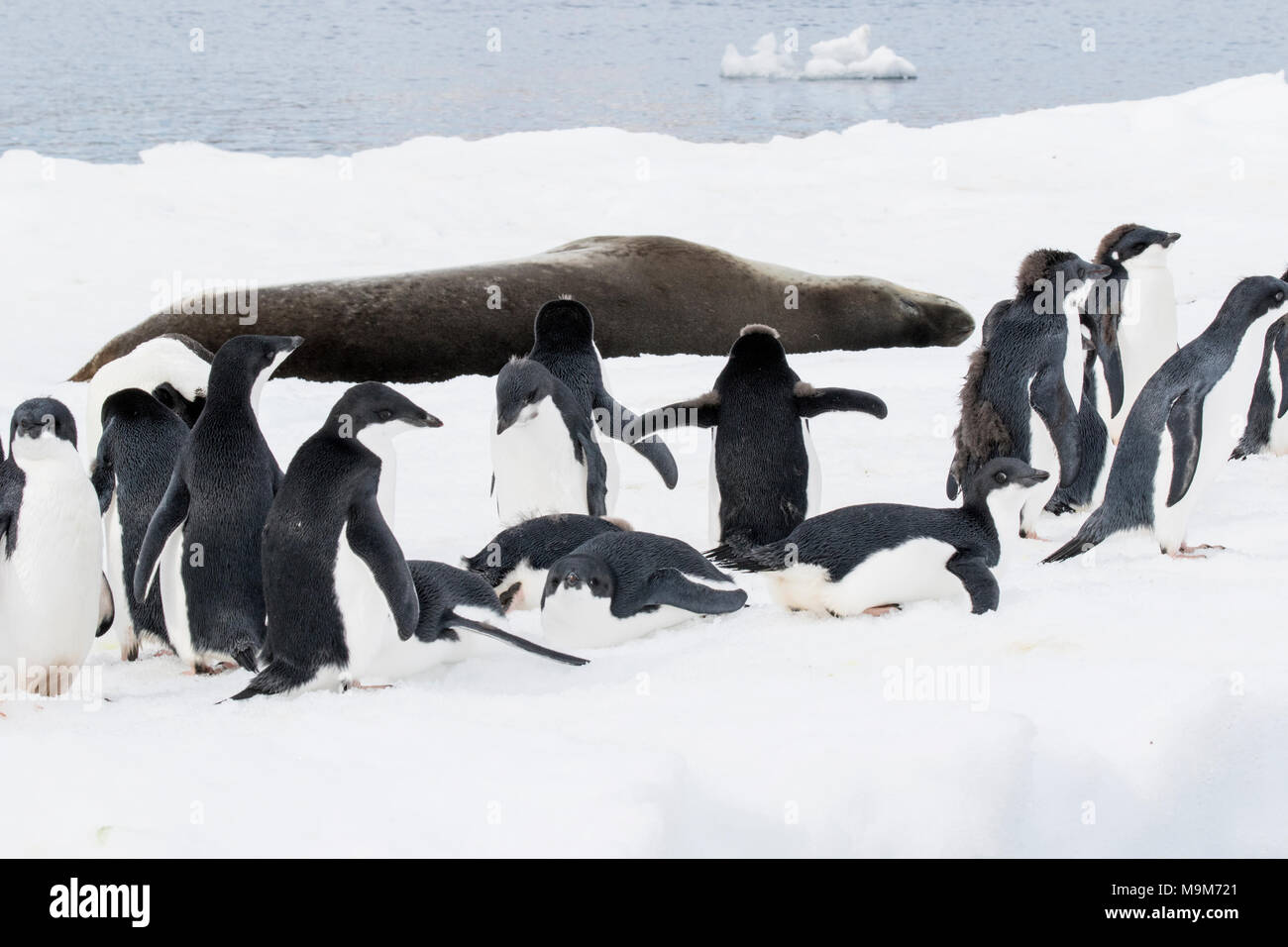 Adelie penguin Pygoscelis adeliae group of adults and chicks gathered ...