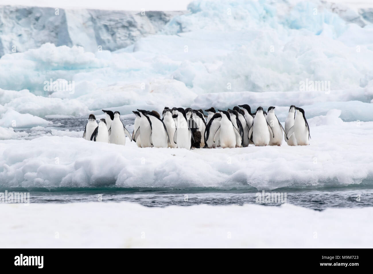 Adelie penguin Pygoscelis adeliae group of adults and chicks gathered ...