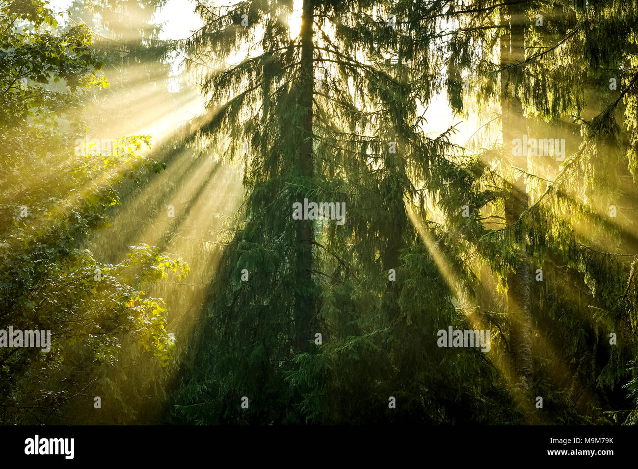 Yellow ray lights in misty pine forest Stock Photo - Alamy