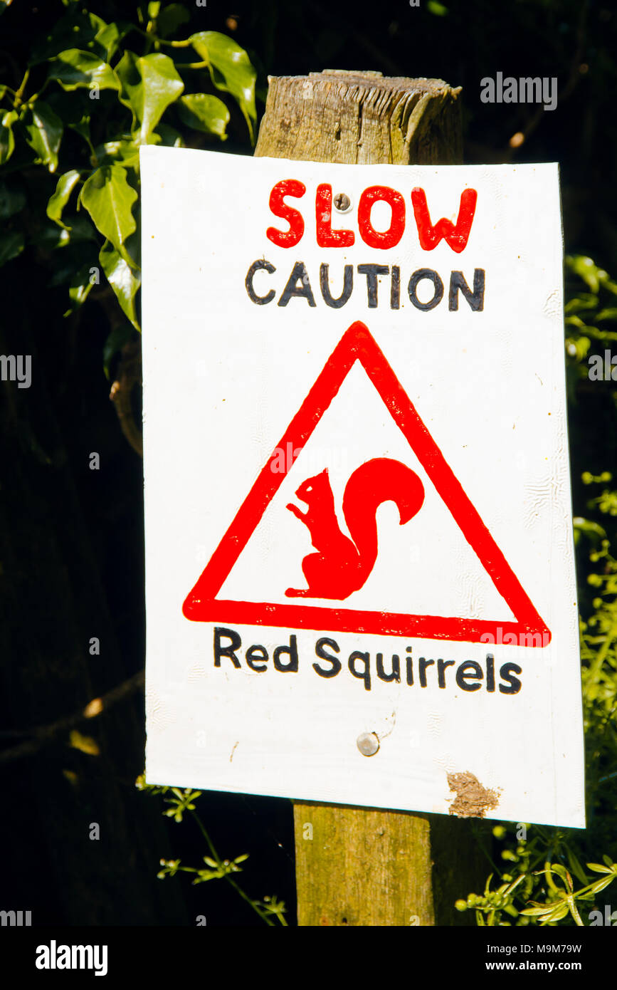 Hand-painted red squirrel warning sign in the Vale of Lorton in the English Lake District Stock Photo