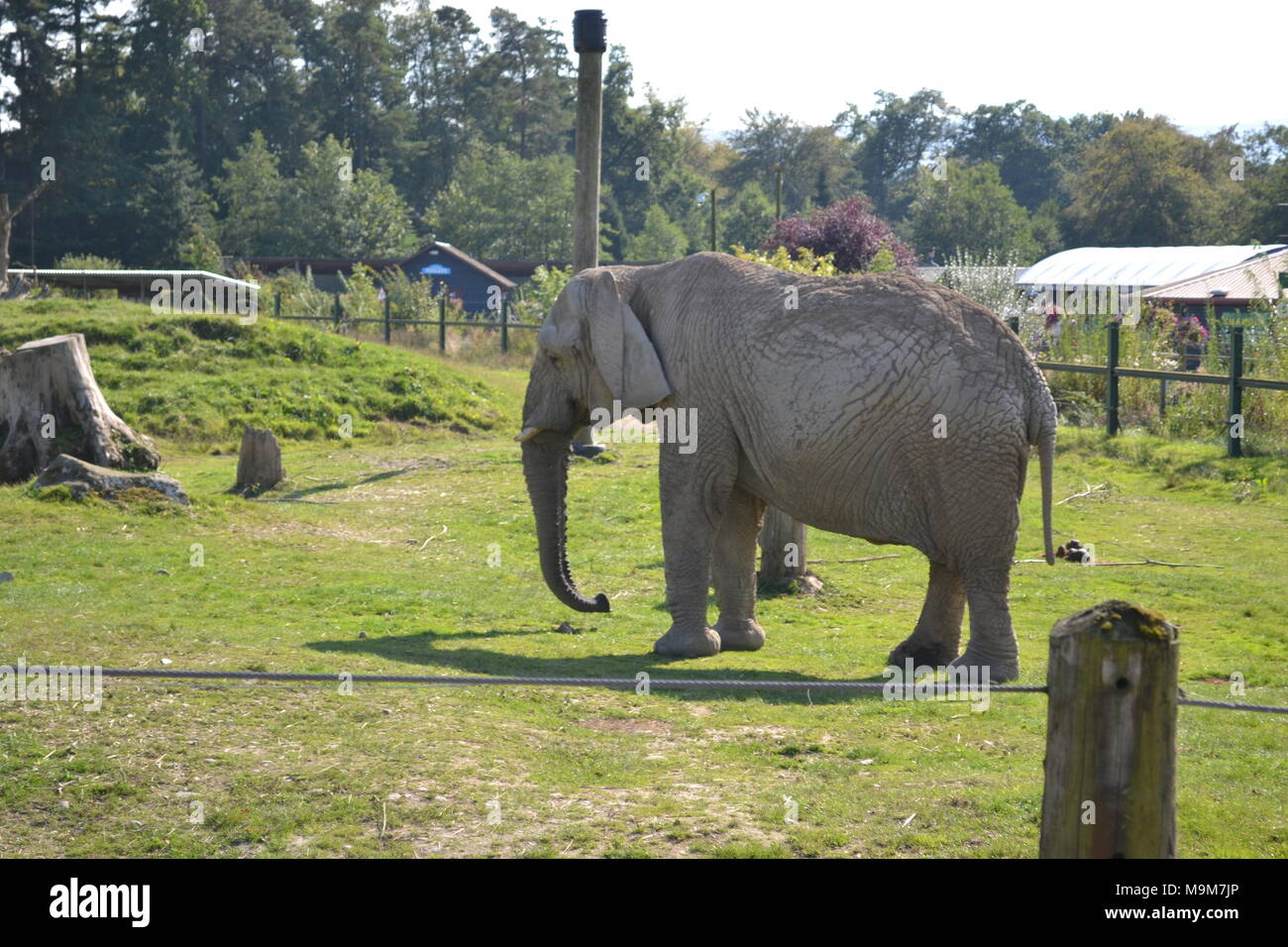 'blair Drummond' 'safari park' 'Scotland' 'zoo' 'animals''rhinos' 'giraffes' 'elephant' 'clydsedale horse'. Stock Photo